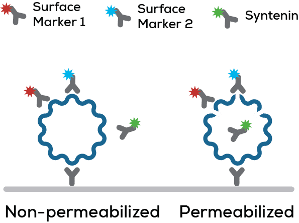 Exosomes & EVs_Permeabilize graphic