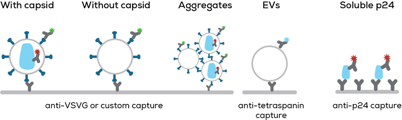 Lentivirus contaminants analysis_The Solution_3