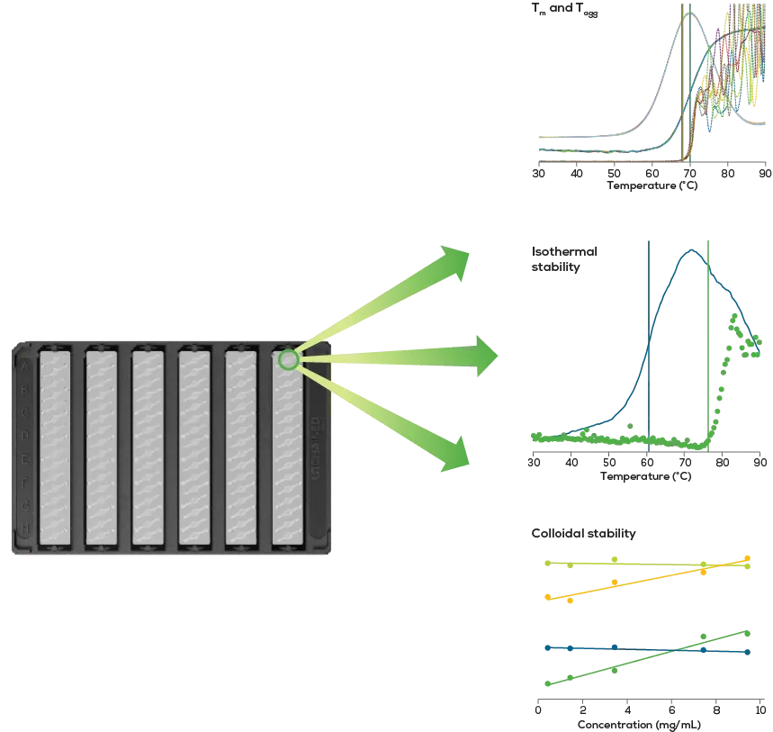 Aunty-graphic_dominate-protein-stability